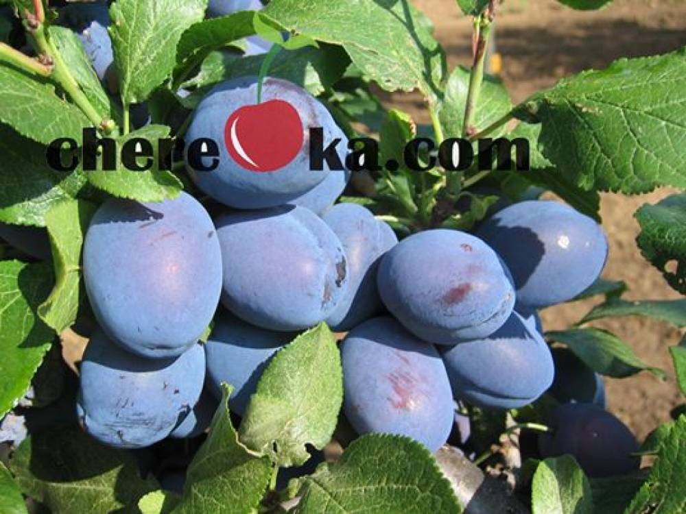 Слива Чачанска Лепотица 7€